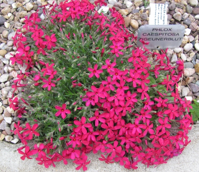 Phlox caespitosa 'Zigeunerblut' 